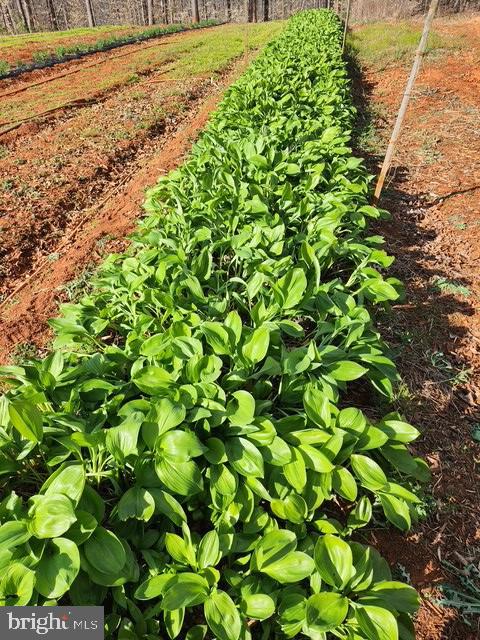 18257 CARTER LN, BRANDY STATION, Virginia 22714, 1 Bedroom Bedrooms, ,1 BathroomBathrooms,Residential,For sale,18257 CARTER LN,VACU2011474 MLS # VACU2011474 18257 CARTER LN, BRANDY STATION, Virginia 22714, 1 Bedroom Bedrooms, ,1 BathroomBathrooms,Residential,For sale,18257 CARTER LN,VACU2011474 MLS # VACU2011474