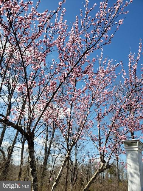 18257 CARTER LN, BRANDY STATION, Virginia 22714, 1 Bedroom Bedrooms, ,1 BathroomBathrooms,Residential,For sale,18257 CARTER LN,VACU2011474 MLS # VACU2011474 18257 CARTER LN, BRANDY STATION, Virginia 22714, 1 Bedroom Bedrooms, ,1 BathroomBathrooms,Residential,For sale,18257 CARTER LN,VACU2011474 MLS # VACU2011474