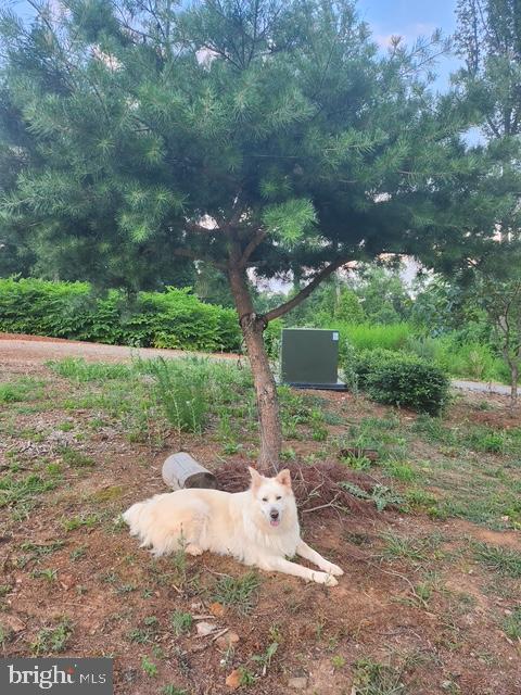 18257 CARTER LN, BRANDY STATION, Virginia 22714, 1 Bedroom Bedrooms, ,1 BathroomBathrooms,Residential,For sale,18257 CARTER LN,VACU2011474 MLS # VACU2011474 18257 CARTER LN, BRANDY STATION, Virginia 22714, 1 Bedroom Bedrooms, ,1 BathroomBathrooms,Residential,For sale,18257 CARTER LN,VACU2011474 MLS # VACU2011474