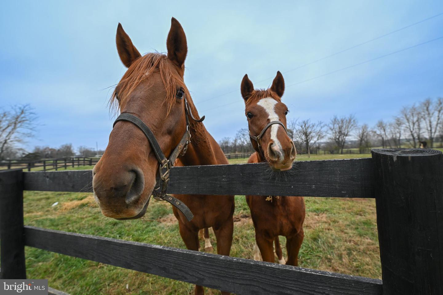 165 ANCIENT OAK LN, BERRYVILLE, Virginia 22611, 4 Bedrooms Bedrooms, 12 Rooms Rooms,3 BathroomsBathrooms,Residential,For sale,165 ANCIENT OAK LN,VACL2006242 MLS # VACL2006242 165 ANCIENT OAK LN, BERRYVILLE, Virginia 22611, 4 Bedrooms Bedrooms, 12 Rooms Rooms,3 BathroomsBathrooms,Residential,For sale,165 ANCIENT OAK LN,VACL2006242 MLS # VACL2006242