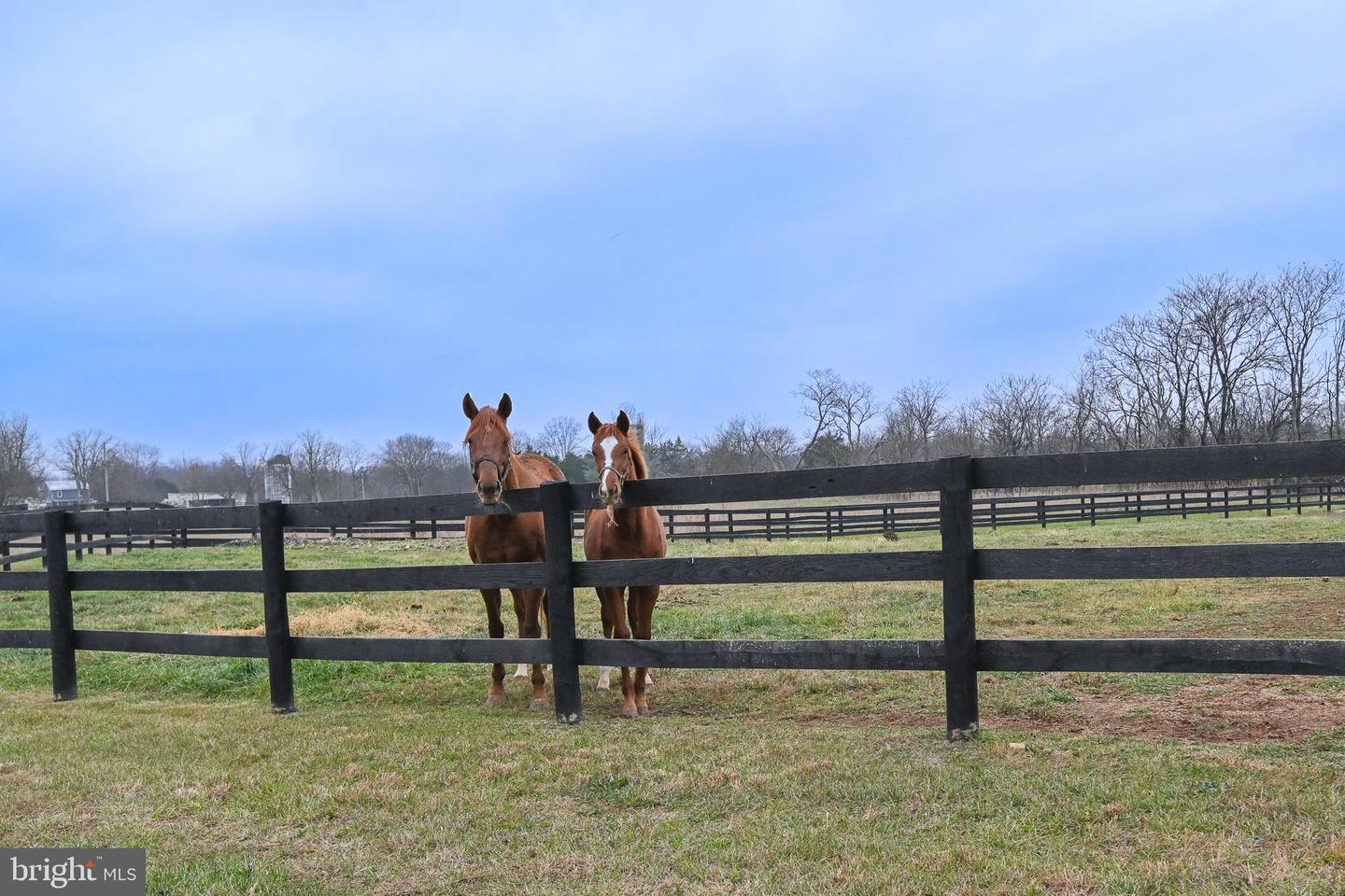 165 ANCIENT OAK LN, BERRYVILLE, Virginia 22611, 4 Bedrooms Bedrooms, 12 Rooms Rooms,3 BathroomsBathrooms,Residential,For sale,165 ANCIENT OAK LN,VACL2006242 MLS # VACL2006242 165 ANCIENT OAK LN, BERRYVILLE, Virginia 22611, 4 Bedrooms Bedrooms, 12 Rooms Rooms,3 BathroomsBathrooms,Residential,For sale,165 ANCIENT OAK LN,VACL2006242 MLS # VACL2006242