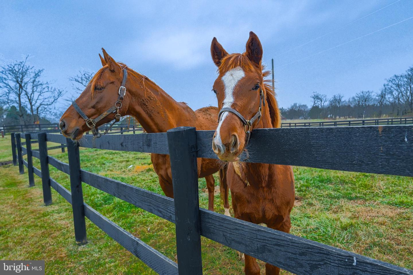 165 ANCIENT OAK LN, BERRYVILLE, Virginia 22611, 4 Bedrooms Bedrooms, 12 Rooms Rooms,3 BathroomsBathrooms,Residential,For sale,165 ANCIENT OAK LN,VACL2006242 MLS # VACL2006242 165 ANCIENT OAK LN, BERRYVILLE, Virginia 22611, 4 Bedrooms Bedrooms, 12 Rooms Rooms,3 BathroomsBathrooms,Residential,For sale,165 ANCIENT OAK LN,VACL2006242 MLS # VACL2006242