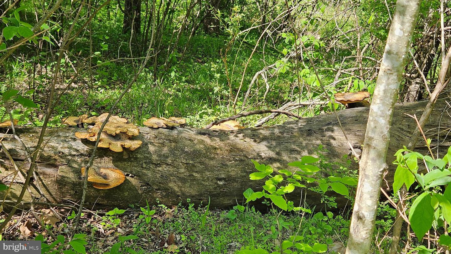 559 BESSIE BELL MOUNTAIN RD, CASTLETON, Virginia 22716, 3 Bedrooms Bedrooms, ,2 BathroomsBathrooms,Residential,For sale,559 BESSIE BELL MOUNTAIN RD,VARP2002080 MLS # VARP2002080