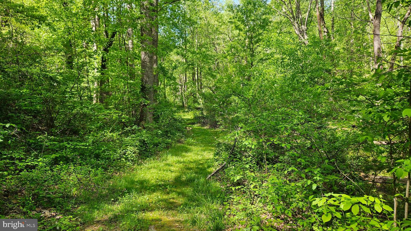 559 BESSIE BELL MOUNTAIN RD, CASTLETON, Virginia 22716, 3 Bedrooms Bedrooms, ,2 BathroomsBathrooms,Residential,For sale,559 BESSIE BELL MOUNTAIN RD,VARP2002080 MLS # VARP2002080