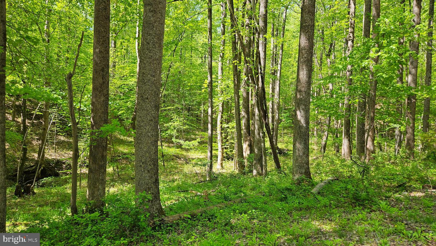 559 BESSIE BELL MOUNTAIN RD, CASTLETON, Virginia 22716, 3 Bedrooms Bedrooms, ,2 BathroomsBathrooms,Residential,For sale,559 BESSIE BELL MOUNTAIN RD,VARP2002080 MLS # VARP2002080