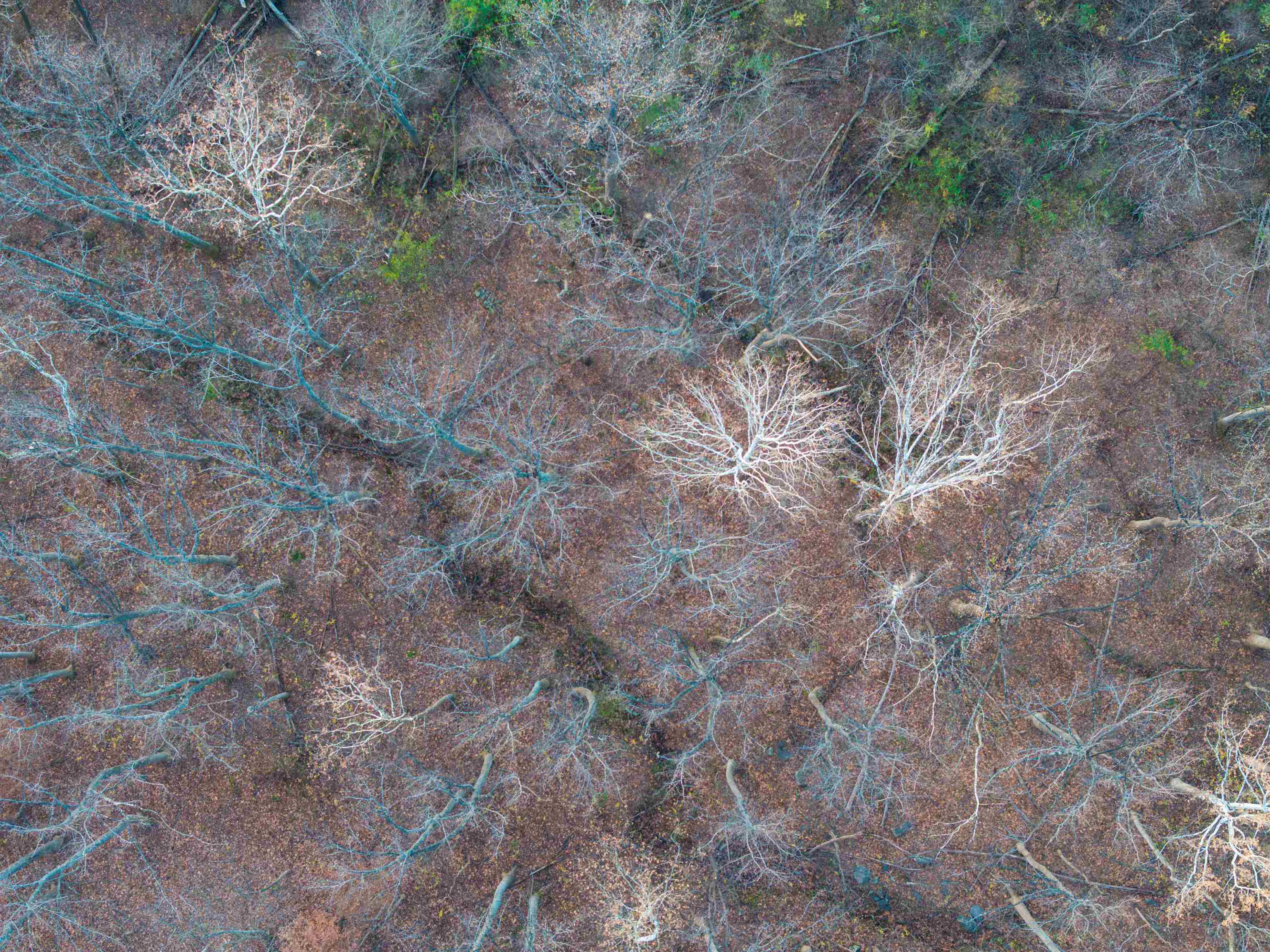 TBD RIDGE ST, LOVINGSTON, Virginia 22949, ,Land,TBD RIDGE ST,671510 MLS # 671510