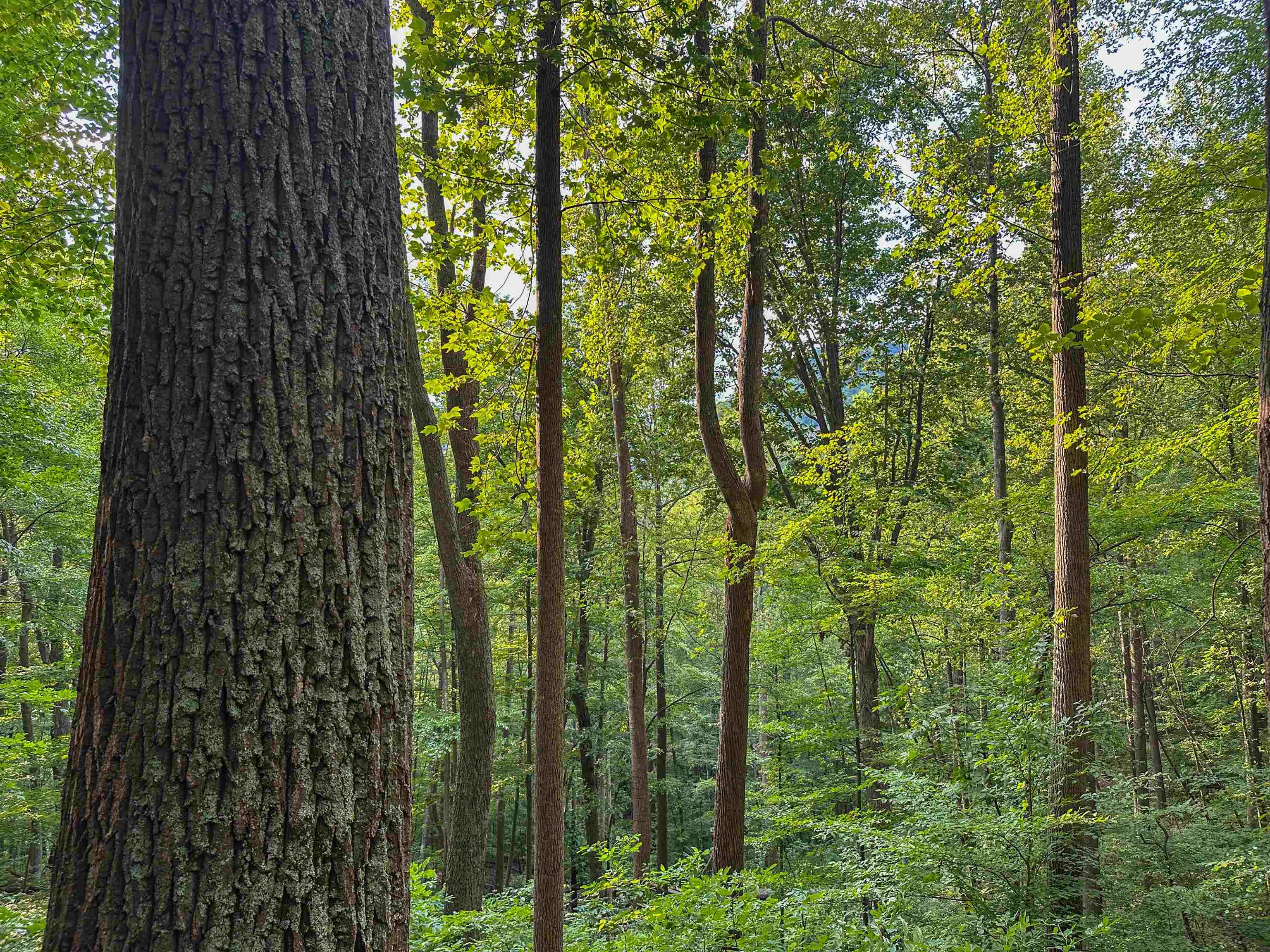 TBD RIDGE ST, LOVINGSTON, Virginia 22949, ,Land,TBD RIDGE ST,671510 MLS # 671510