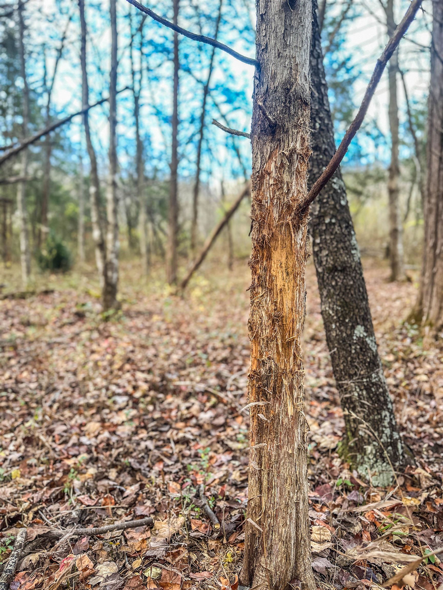 TBD RIDGE ST, LOVINGSTON, Virginia 22949, ,Land,TBD RIDGE ST,671510 MLS # 671510