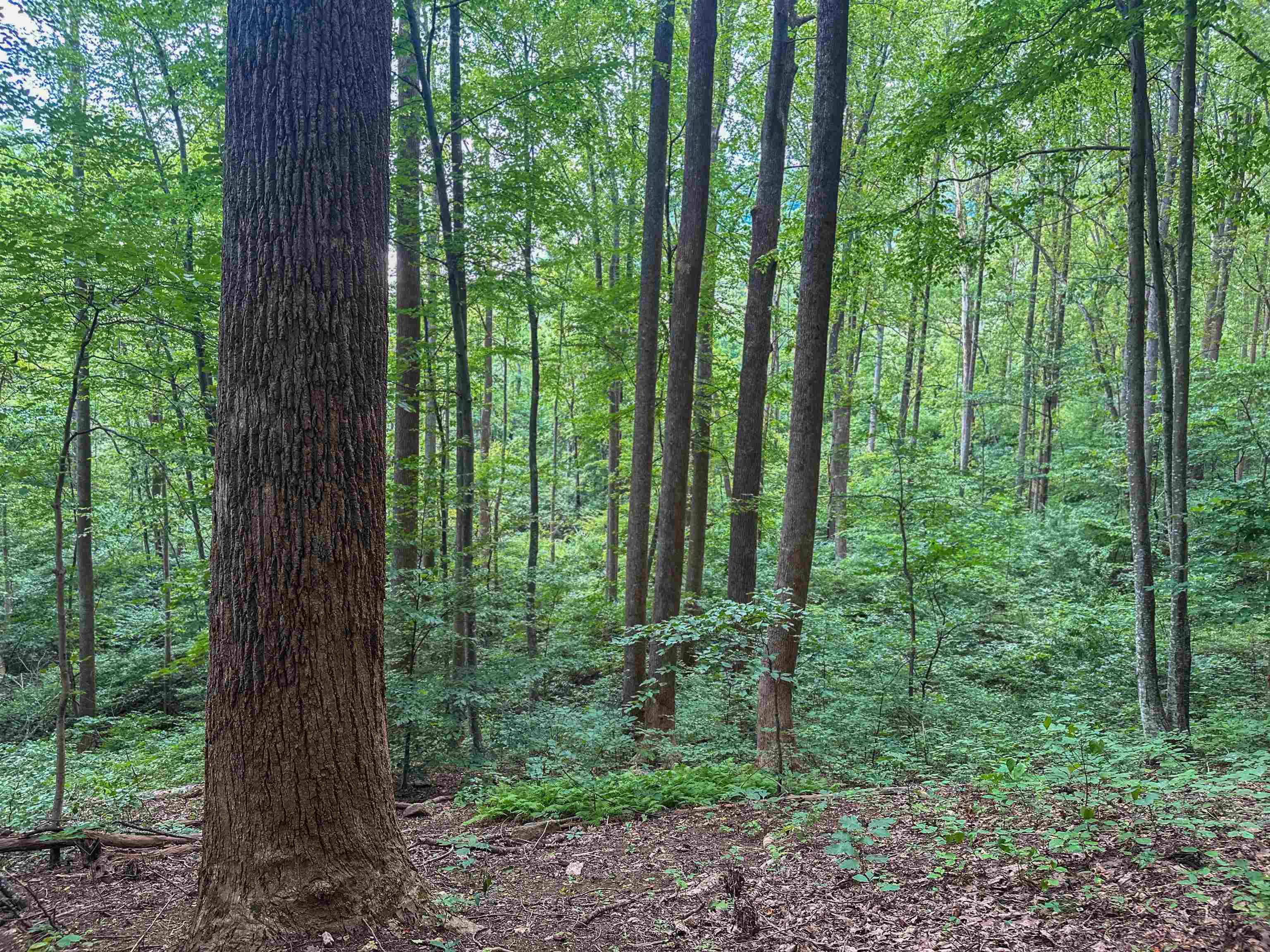 TBD RIDGE ST, LOVINGSTON, Virginia 22949, ,Land,TBD RIDGE ST,671510 MLS # 671510