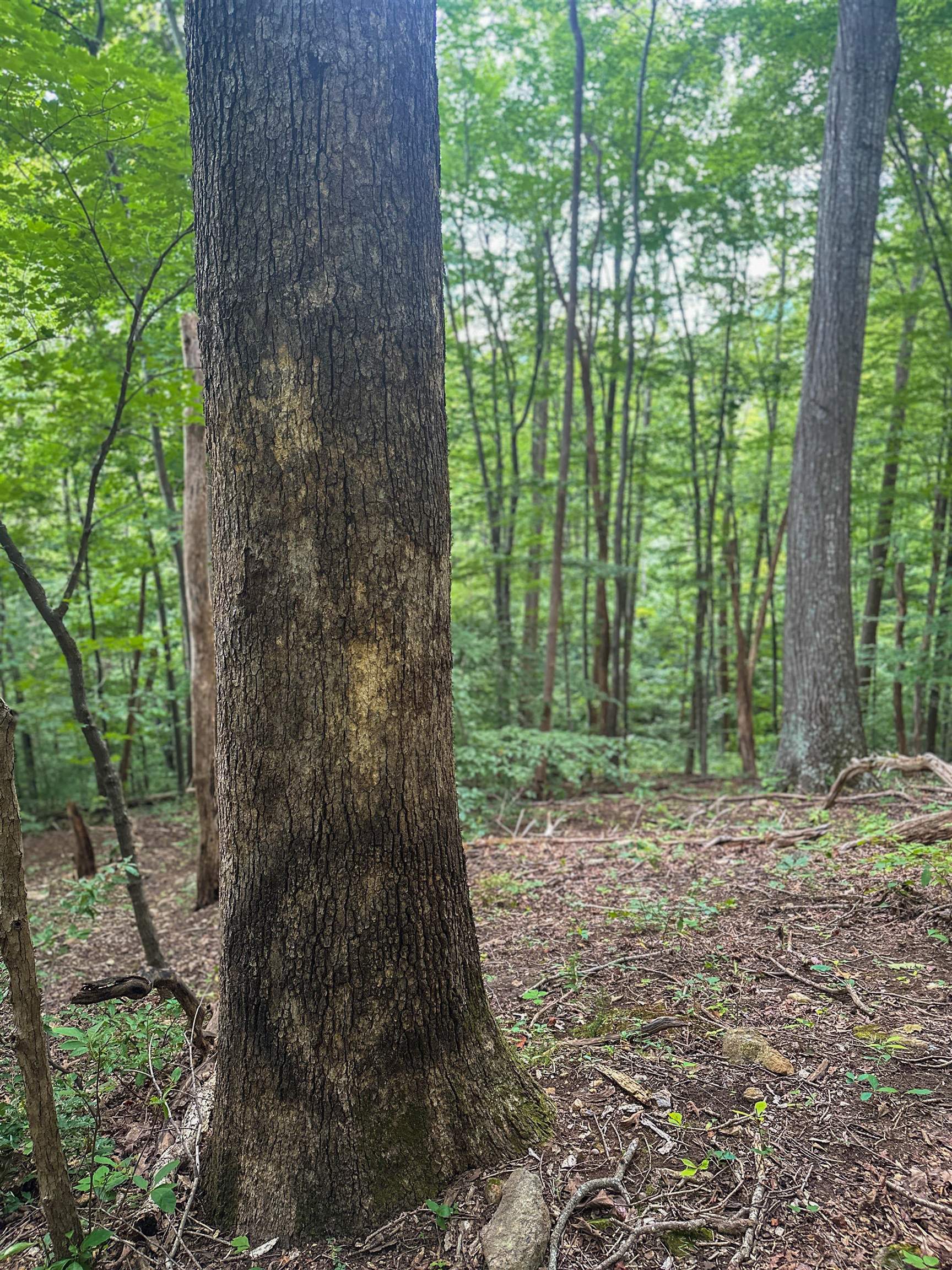 TBD RIDGE ST, LOVINGSTON, Virginia 22949, ,Land,TBD RIDGE ST,671510 MLS # 671510