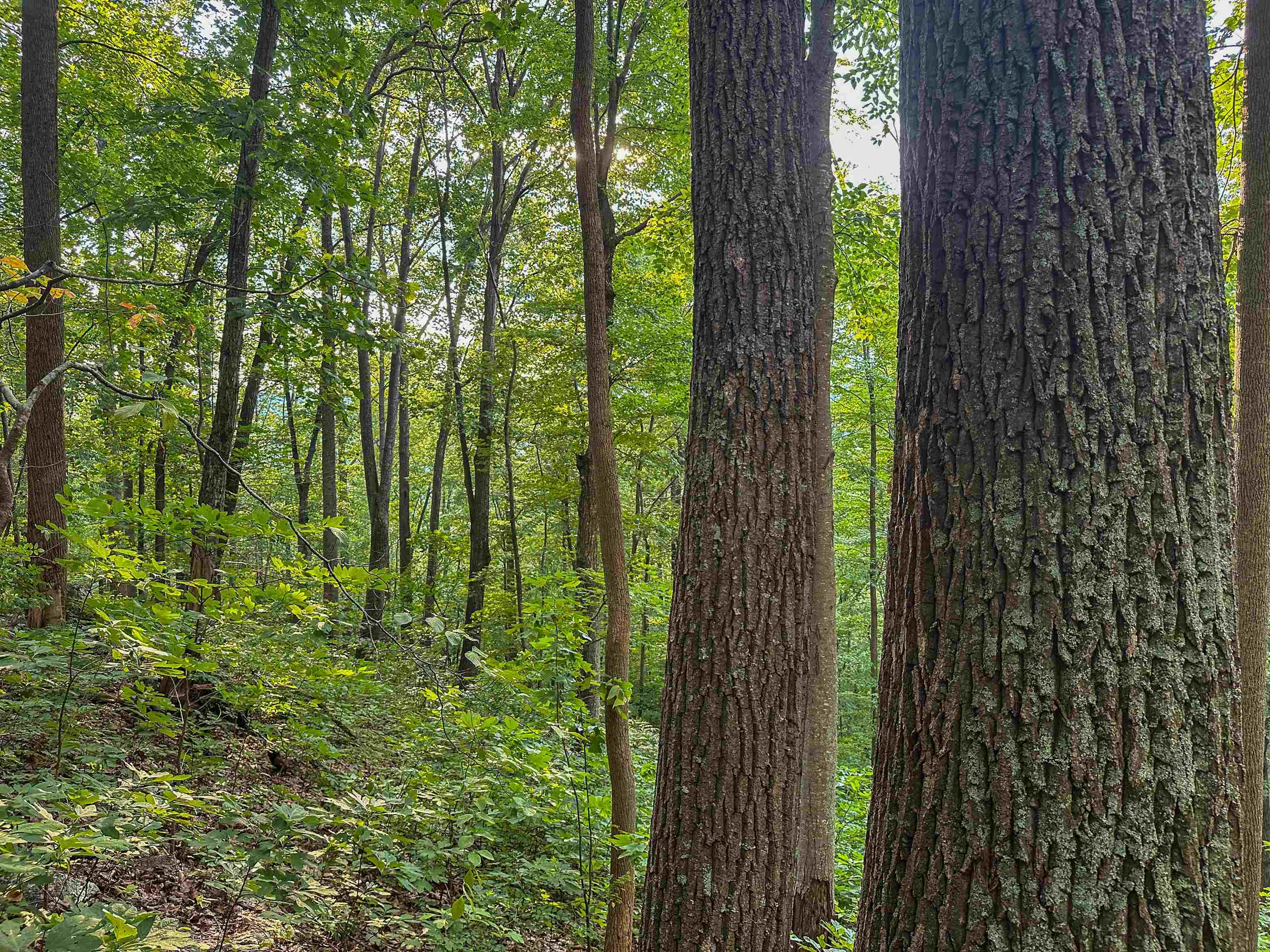 TBD RIDGE ST, LOVINGSTON, Virginia 22949, ,Land,TBD RIDGE ST,671510 MLS # 671510