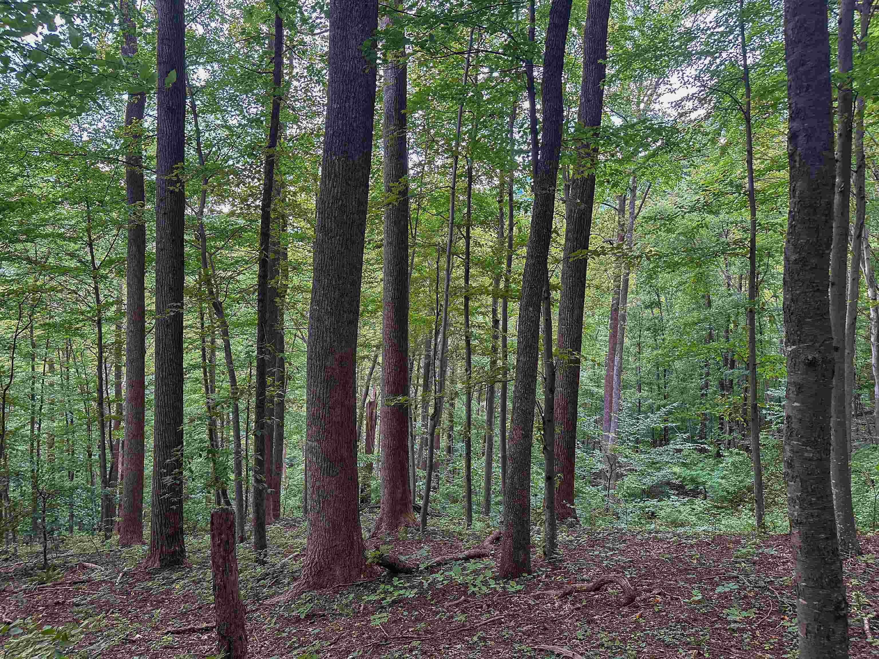 TBD RIDGE ST, LOVINGSTON, Virginia 22949, ,Land,TBD RIDGE ST,671510 MLS # 671510