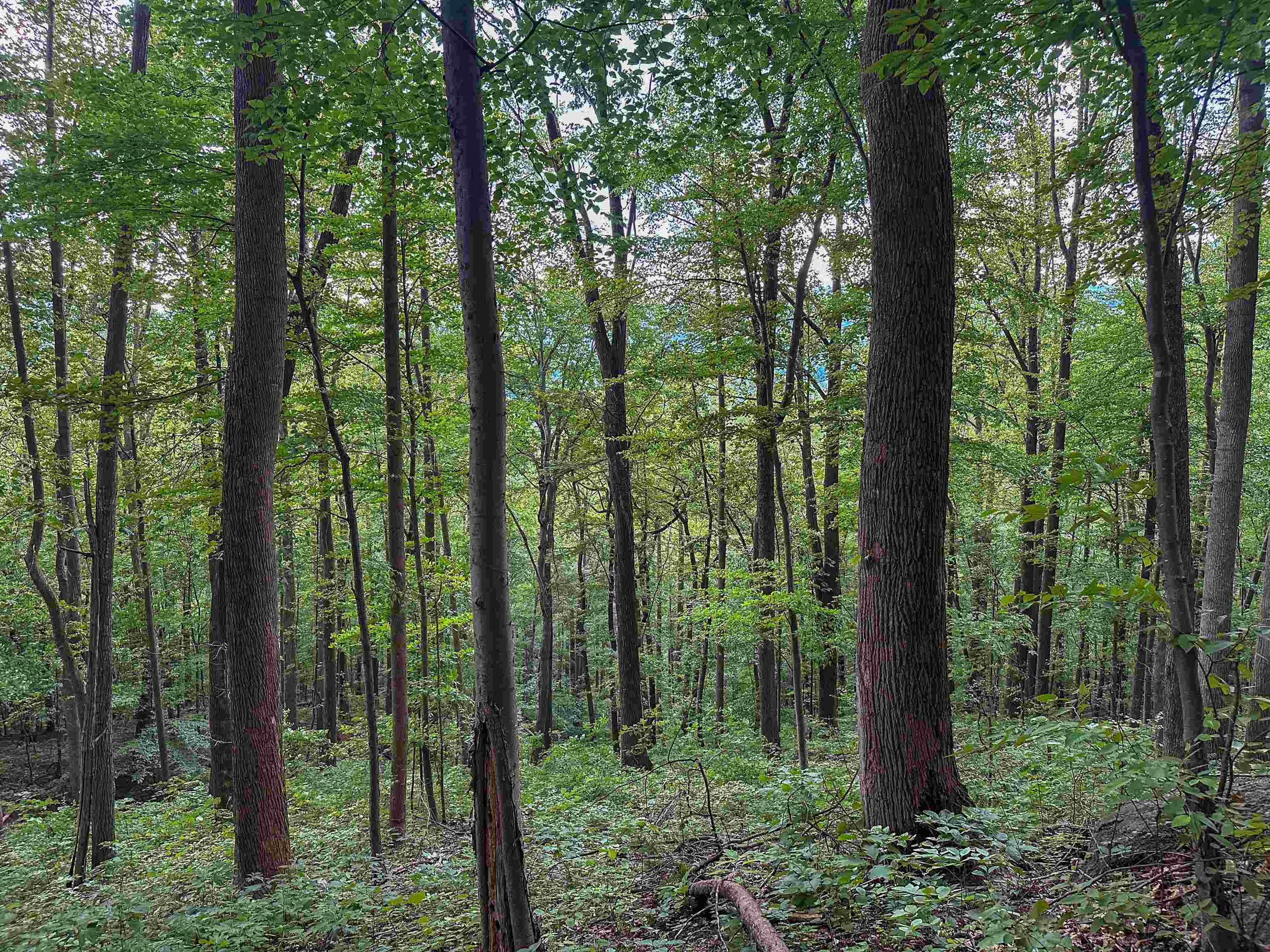 TBD RIDGE ST, LOVINGSTON, Virginia 22949, ,Land,TBD RIDGE ST,671510 MLS # 671510