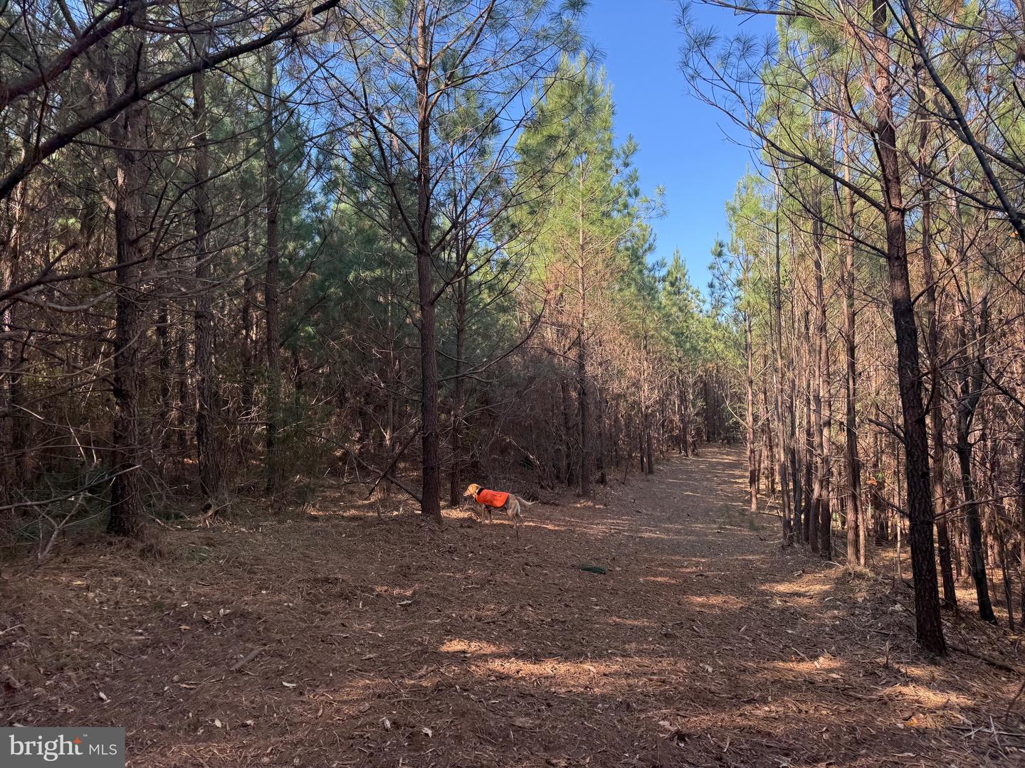 0 HARDWARE RD, SCOTTSVILLE, Virginia 24562, ,Land,For sale,0 HARDWARE RD,VABH2000240 MLS # VABH2000240