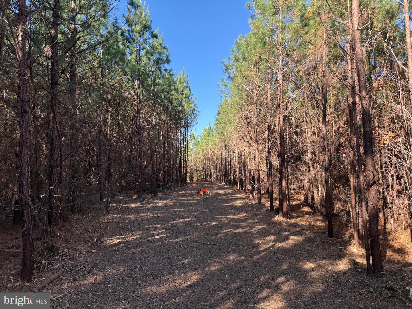 0 HARDWARE RD, SCOTTSVILLE, Virginia 24562, ,Land,For sale,0 HARDWARE RD,VABH2000240 MLS # VABH2000240