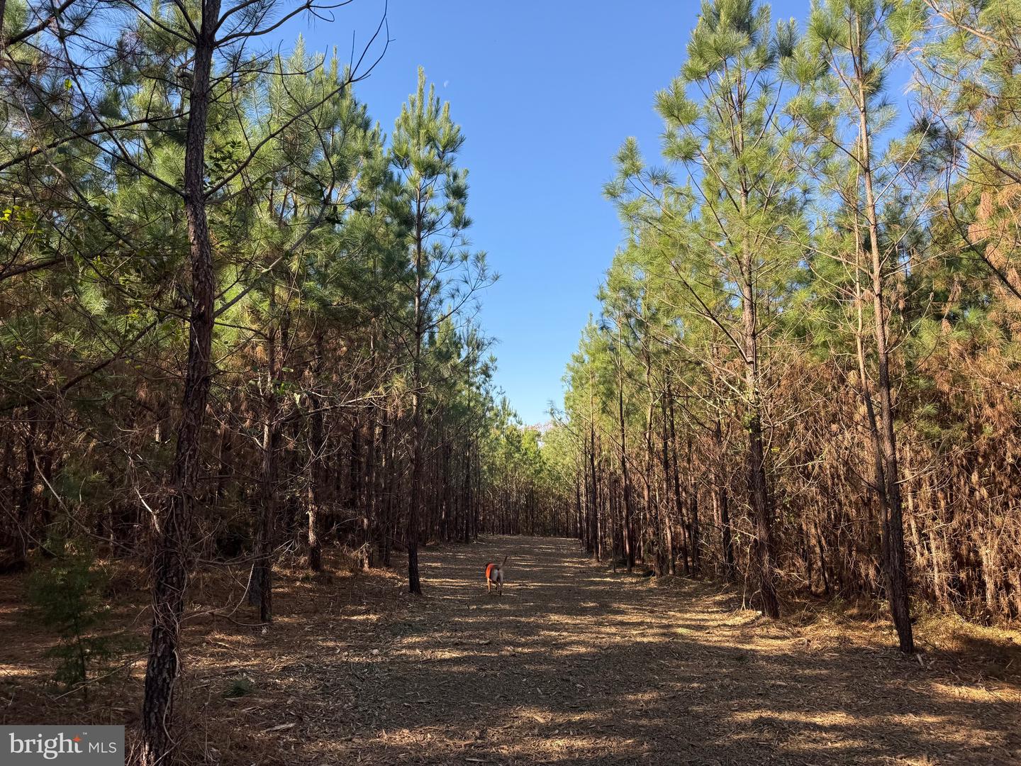 0 HARDWARE RD, SCOTTSVILLE, Virginia 24562, ,Land,For sale,0 HARDWARE RD,VABH2000240 MLS # VABH2000240