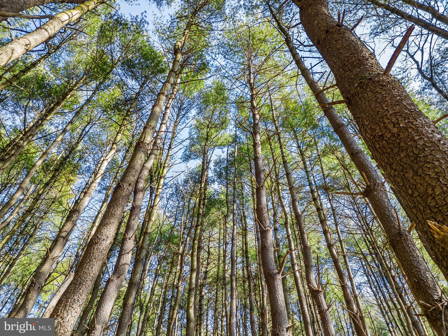 LOT 2D WOODS MILL, STEPHENSON, Virginia 22656, ,Land,For sale,LOT 2D WOODS MILL,VAFV2038260 MLS # VAFV2038260 LOT 2D WOODS MILL, STEPHENSON, Virginia 22656, ,Land,For sale,LOT 2D WOODS MILL,VAFV2038260 MLS # VAFV2038260