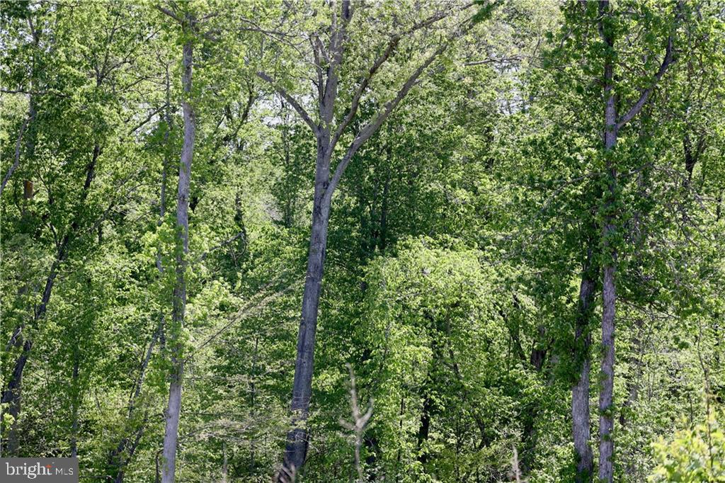 0 OLD APPLE GROVE RD, MINERAL, Virginia 23117, ,Land,For sale,0 OLD APPLE GROVE RD,VALA2008228 MLS # VALA2008228