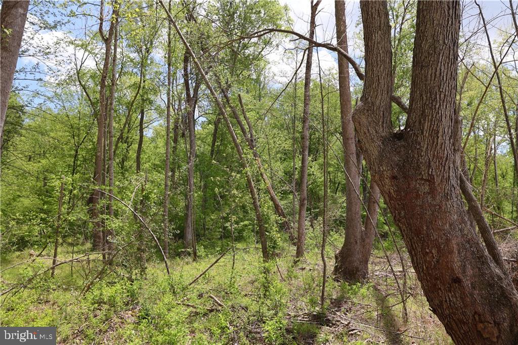 0 OLD APPLE GROVE RD, MINERAL, Virginia 23117, ,Land,For sale,0 OLD APPLE GROVE RD,VALA2008228 MLS # VALA2008228