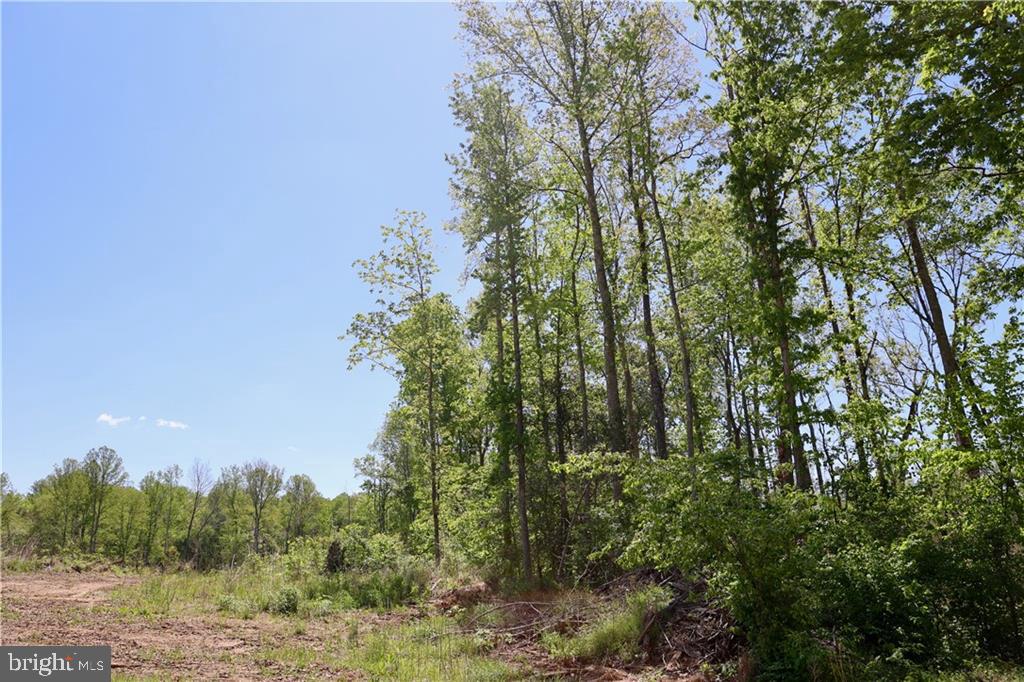0 OLD APPLE GROVE RD, MINERAL, Virginia 23117, ,Land,For sale,0 OLD APPLE GROVE RD,VALA2008228 MLS # VALA2008228