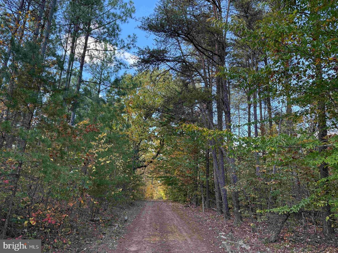 OFF OF SHORES ROAD (TRACT: TANAGER ET2 2020), SCOTTSVILLE, Virginia 24590, ,Farm,For sale,OFF OF SHORES ROAD (TRACT: TANAGER ET2 2020),VAFN2000552 MLS # VAFN2000552 OFF OF SHORES ROAD (TRACT: TANAGER ET2 2020), SCOTTSVILLE, Virginia 24590, ,Farm,For sale,OFF OF SHORES ROAD (TRACT: TANAGER ET2 2020),VAFN2000552 MLS # VAFN2000552