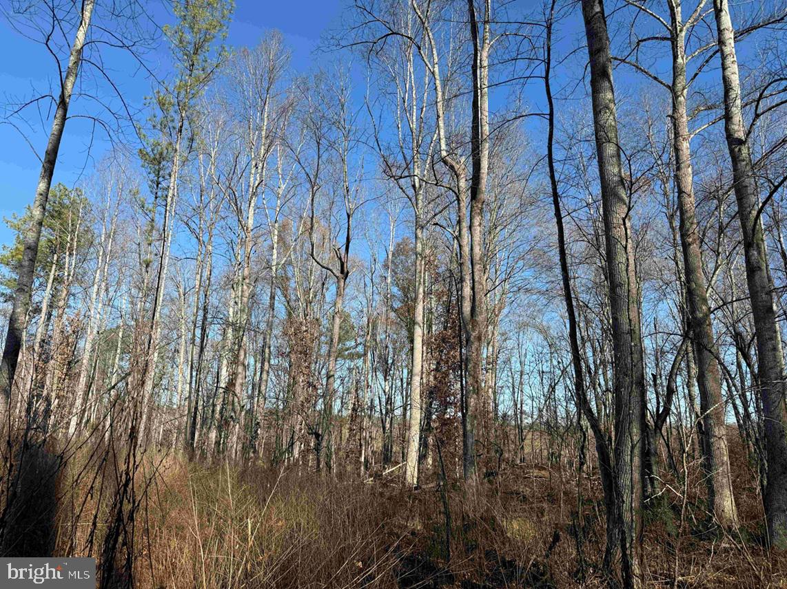 WINNSVILLE DRIVE (TRACT: TANAGER ET2 2021), BREMO BLUFF, Virginia 23022, ,Farm,For sale,WINNSVILLE DRIVE (TRACT: TANAGER ET2 2021),VAFN2000556 MLS # VAFN2000556 WINNSVILLE DRIVE (TRACT: TANAGER ET2 2021), BREMO BLUFF, Virginia 23022, ,Farm,For sale,WINNSVILLE DRIVE (TRACT: TANAGER ET2 2021),VAFN2000556 MLS # VAFN2000556