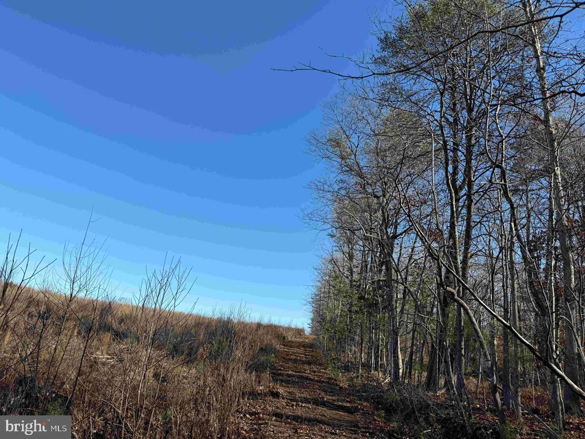 WINNSVILLE DRIVE (TRACT: TANAGER ET2 2021), BREMO BLUFF, Virginia 23022, ,Farm,For sale,WINNSVILLE DRIVE (TRACT: TANAGER ET2 2021),VAFN2000556 MLS # VAFN2000556 WINNSVILLE DRIVE (TRACT: TANAGER ET2 2021), BREMO BLUFF, Virginia 23022, ,Farm,For sale,WINNSVILLE DRIVE (TRACT: TANAGER ET2 2021),VAFN2000556 MLS # VAFN2000556