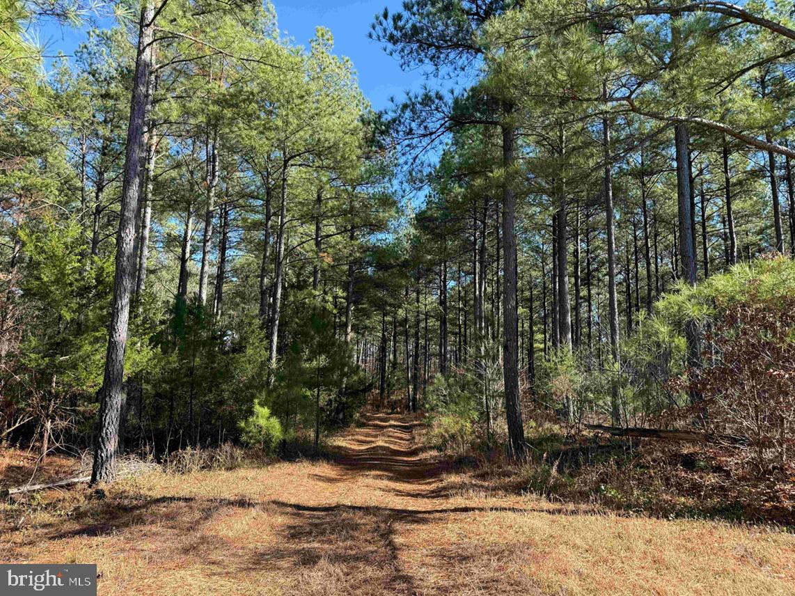 OFF OF DIANA MILL ROAD (TRACT: TANAGER ET2 2023, ARVONIA, Virginia 23004, ,Farm,For sale,OFF OF DIANA MILL ROAD (TRACT: TANAGER ET2 2023,VABH2000246 MLS # VABH2000246 OFF OF DIANA MILL ROAD (TRACT: TANAGER ET2 2023, ARVONIA, Virginia 23004, ,Farm,For sale,OFF OF DIANA MILL ROAD (TRACT: TANAGER ET2 2023,VABH2000246 MLS # VABH2000246