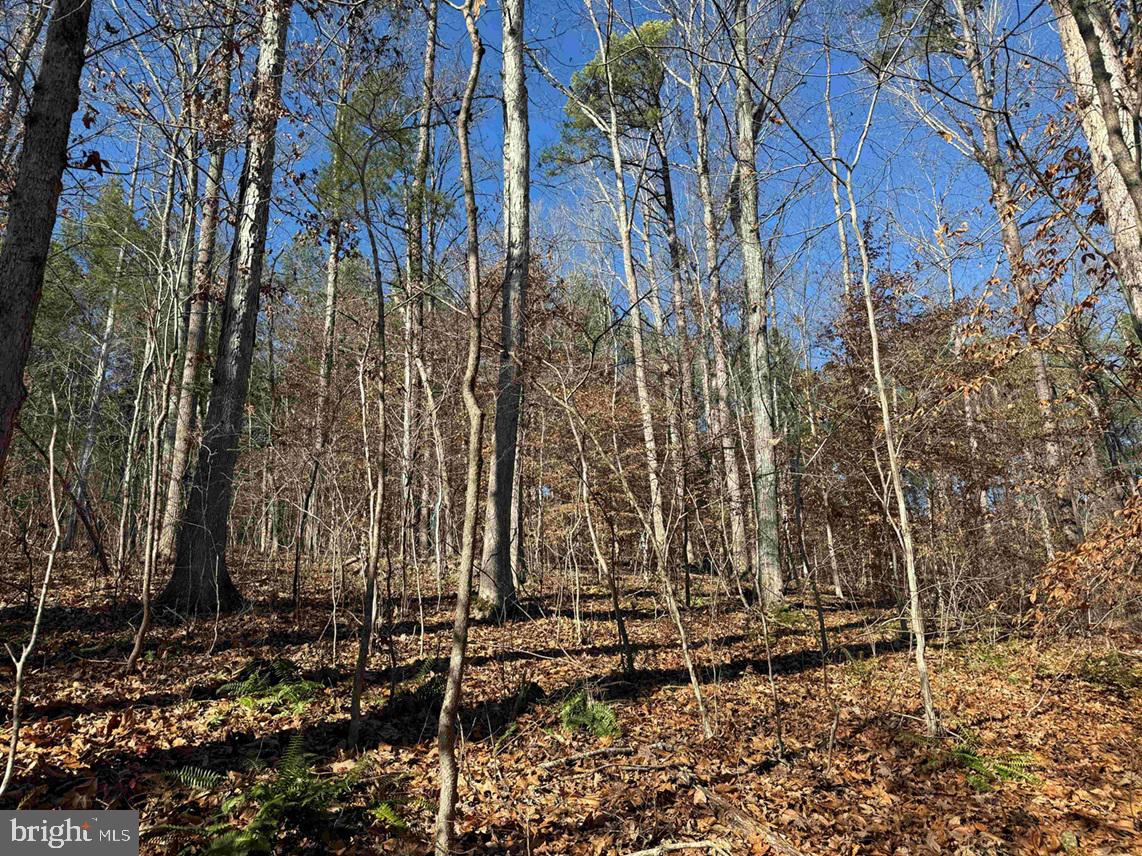 OFF OF DIANA MILL ROAD (TRACT: TANAGER ET2 2023, ARVONIA, Virginia 23004, ,Farm,For sale,OFF OF DIANA MILL ROAD (TRACT: TANAGER ET2 2023,VABH2000246 MLS # VABH2000246 OFF OF DIANA MILL ROAD (TRACT: TANAGER ET2 2023, ARVONIA, Virginia 23004, ,Farm,For sale,OFF OF DIANA MILL ROAD (TRACT: TANAGER ET2 2023,VABH2000246 MLS # VABH2000246