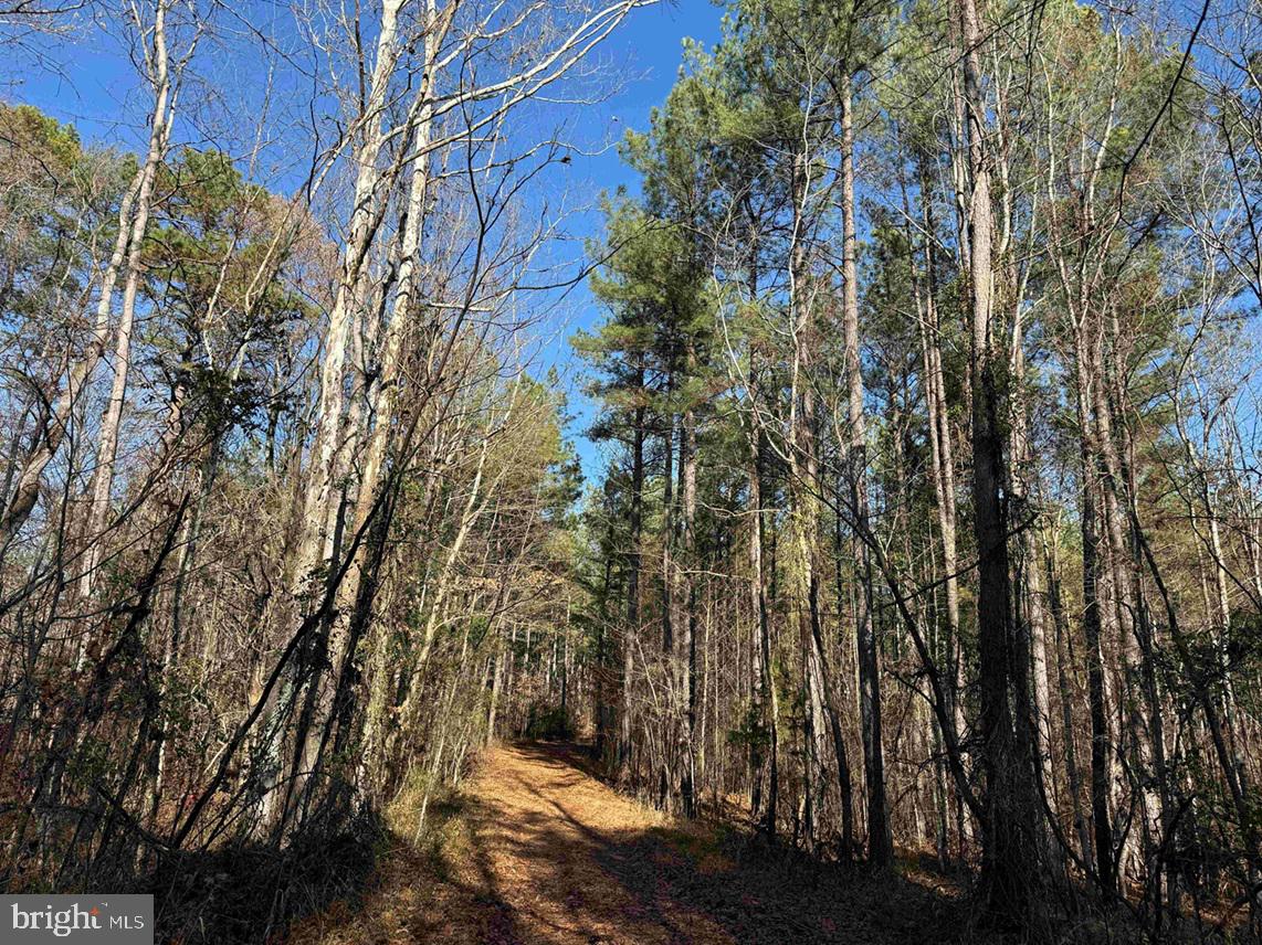 OFF OF DIANA MILL ROAD (TRACT: TANAGER ET2 2023, ARVONIA, Virginia 23004, ,Farm,For sale,OFF OF DIANA MILL ROAD (TRACT: TANAGER ET2 2023,VABH2000246 MLS # VABH2000246 OFF OF DIANA MILL ROAD (TRACT: TANAGER ET2 2023, ARVONIA, Virginia 23004, ,Farm,For sale,OFF OF DIANA MILL ROAD (TRACT: TANAGER ET2 2023,VABH2000246 MLS # VABH2000246