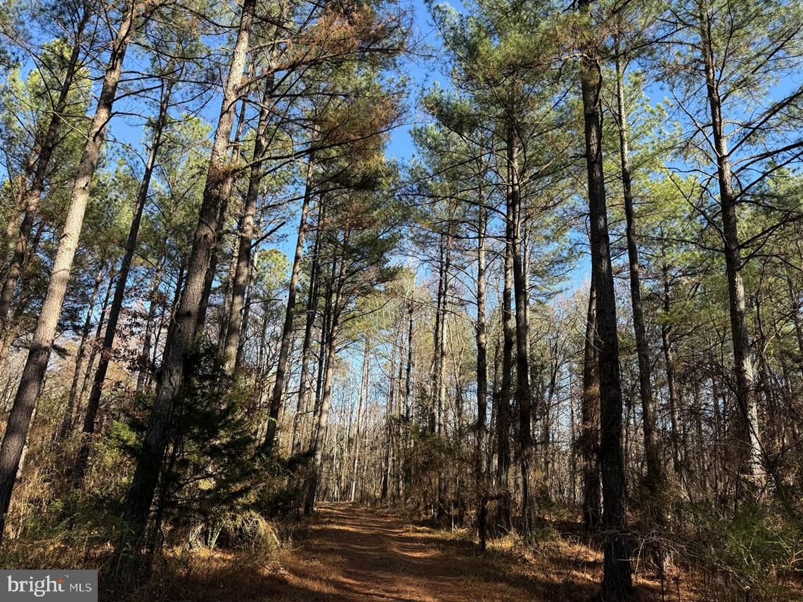 OFF OF DIANA MILL ROAD (TRACT: TANAGER ET2 2023, ARVONIA, Virginia 23004, ,Farm,For sale,OFF OF DIANA MILL ROAD (TRACT: TANAGER ET2 2023,VABH2000246 MLS # VABH2000246 OFF OF DIANA MILL ROAD (TRACT: TANAGER ET2 2023, ARVONIA, Virginia 23004, ,Farm,For sale,OFF OF DIANA MILL ROAD (TRACT: TANAGER ET2 2023,VABH2000246 MLS # VABH2000246