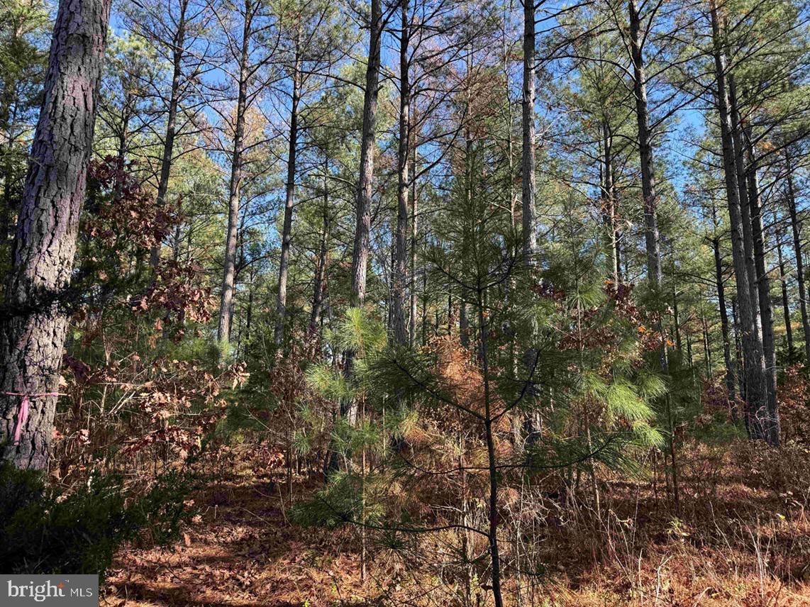 OFF OF DIANA MILL ROAD (TRACT: TANAGER ET2 2023, ARVONIA, Virginia 23004, ,Farm,For sale,OFF OF DIANA MILL ROAD (TRACT: TANAGER ET2 2023,VABH2000246 MLS # VABH2000246 OFF OF DIANA MILL ROAD (TRACT: TANAGER ET2 2023, ARVONIA, Virginia 23004, ,Farm,For sale,OFF OF DIANA MILL ROAD (TRACT: TANAGER ET2 2023,VABH2000246 MLS # VABH2000246