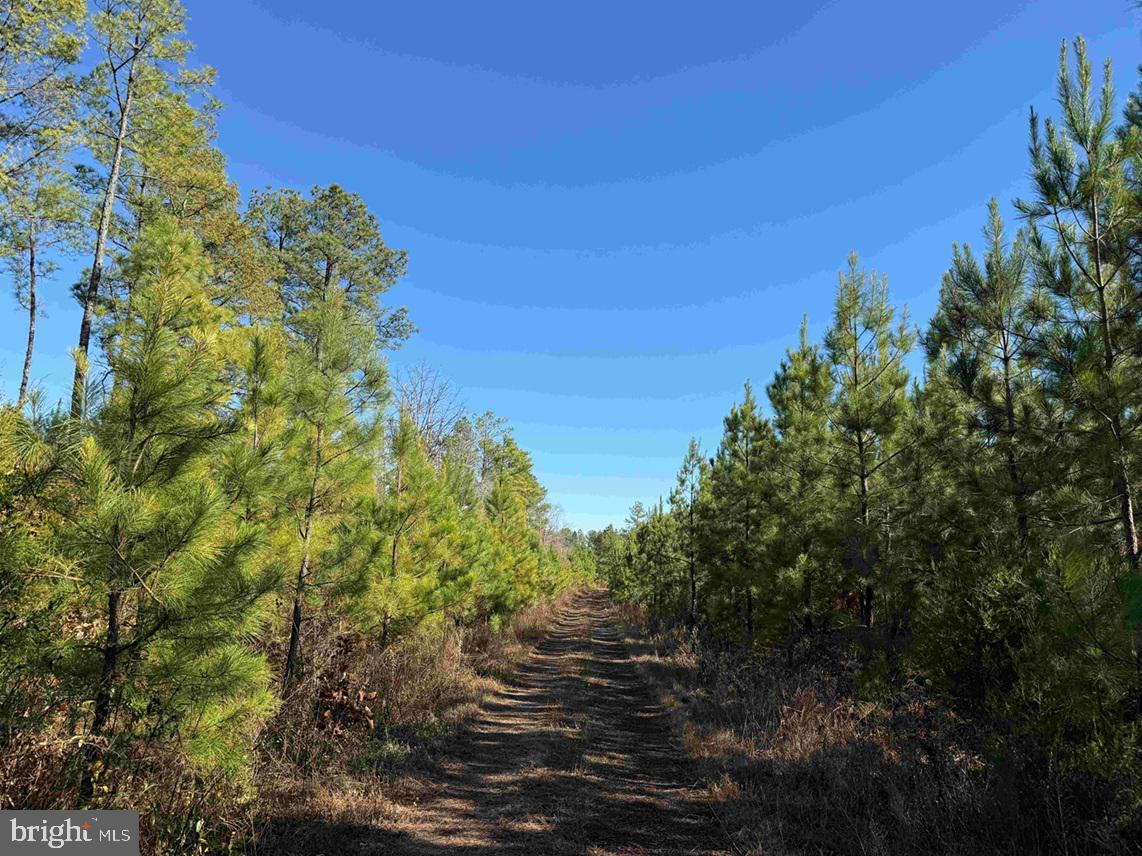 OFF OF DIANA MILL ROAD (TRACT: TANAGER ET2 2023, ARVONIA, Virginia 23004, ,Farm,For sale,OFF OF DIANA MILL ROAD (TRACT: TANAGER ET2 2023,VABH2000246 MLS # VABH2000246 OFF OF DIANA MILL ROAD (TRACT: TANAGER ET2 2023, ARVONIA, Virginia 23004, ,Farm,For sale,OFF OF DIANA MILL ROAD (TRACT: TANAGER ET2 2023,VABH2000246 MLS # VABH2000246