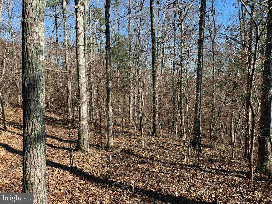 OFF OF DIANA MILL ROAD (TRACT: TANAGER ET2 2023, ARVONIA, Virginia 23004, ,Farm,For sale,OFF OF DIANA MILL ROAD (TRACT: TANAGER ET2 2023,VABH2000246 MLS # VABH2000246 OFF OF DIANA MILL ROAD (TRACT: TANAGER ET2 2023, ARVONIA, Virginia 23004, ,Farm,For sale,OFF OF DIANA MILL ROAD (TRACT: TANAGER ET2 2023,VABH2000246 MLS # VABH2000246