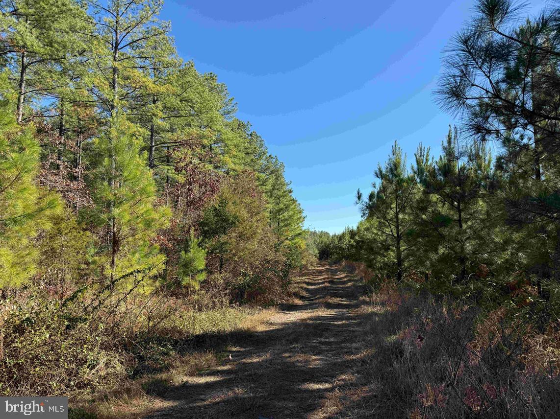 OFF OF DIANA MILL ROAD (TRACT: TANAGER ET2 2023, ARVONIA, Virginia 23004, ,Farm,For sale,OFF OF DIANA MILL ROAD (TRACT: TANAGER ET2 2023,VABH2000246 MLS # VABH2000246 OFF OF DIANA MILL ROAD (TRACT: TANAGER ET2 2023, ARVONIA, Virginia 23004, ,Farm,For sale,OFF OF DIANA MILL ROAD (TRACT: TANAGER ET2 2023,VABH2000246 MLS # VABH2000246