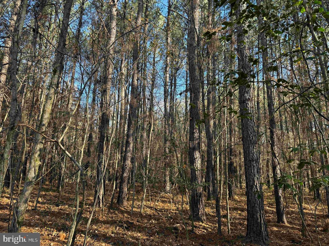 SLAGLES LAKE ROAD (TRACT: CHESAPEAKE GEORGE RAE), EMPORIA, Virginia 23847, ,Farm,For sale,SLAGLES LAKE ROAD (TRACT: CHESAPEAKE GEORGE RAE),VAGE2000022 MLS # VAGE2000022