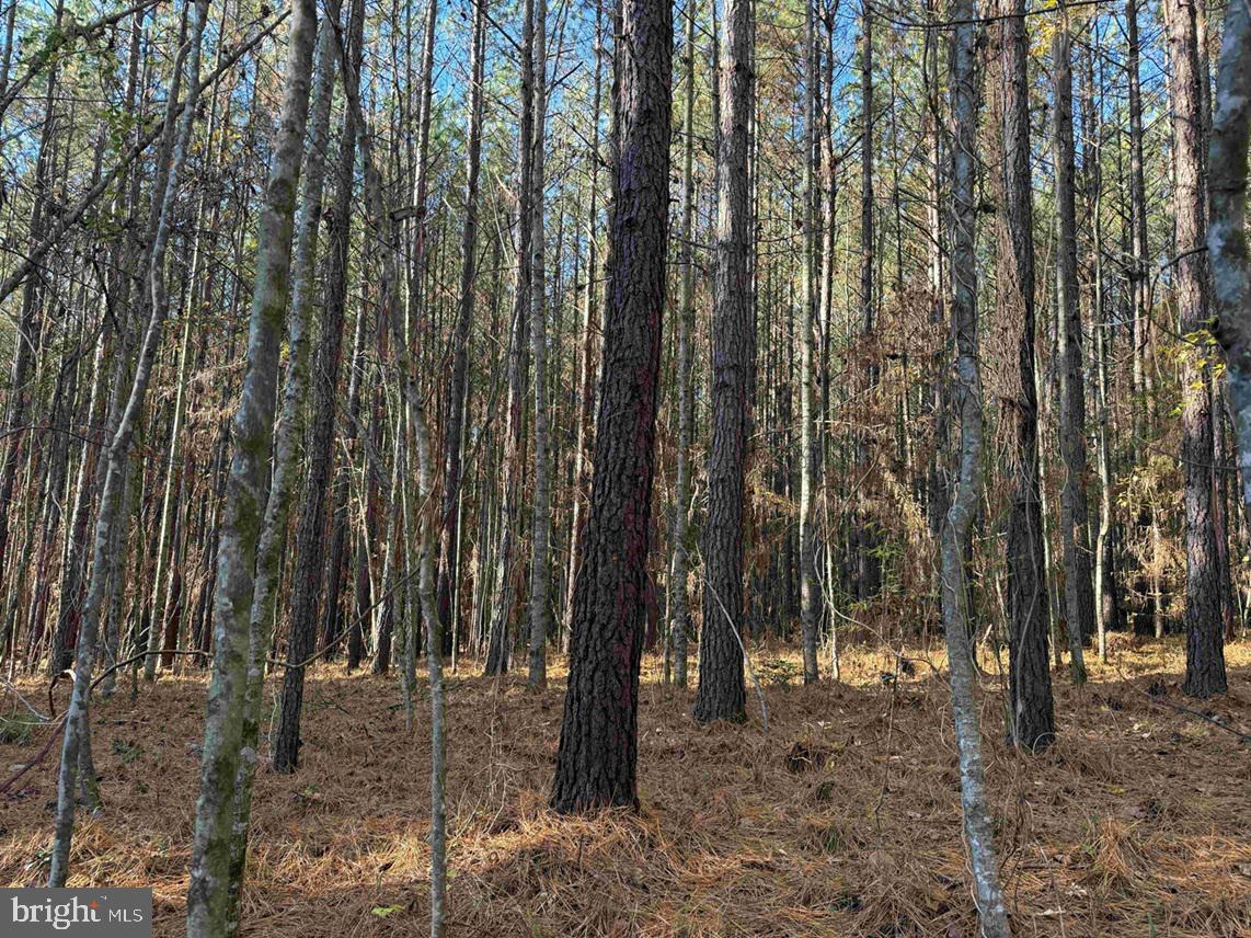 SLAGLES LAKE ROAD (TRACT: CHESAPEAKE GEORGE RAE), EMPORIA, Virginia 23847, ,Farm,For sale,SLAGLES LAKE ROAD (TRACT: CHESAPEAKE GEORGE RAE),VAGE2000022 MLS # VAGE2000022