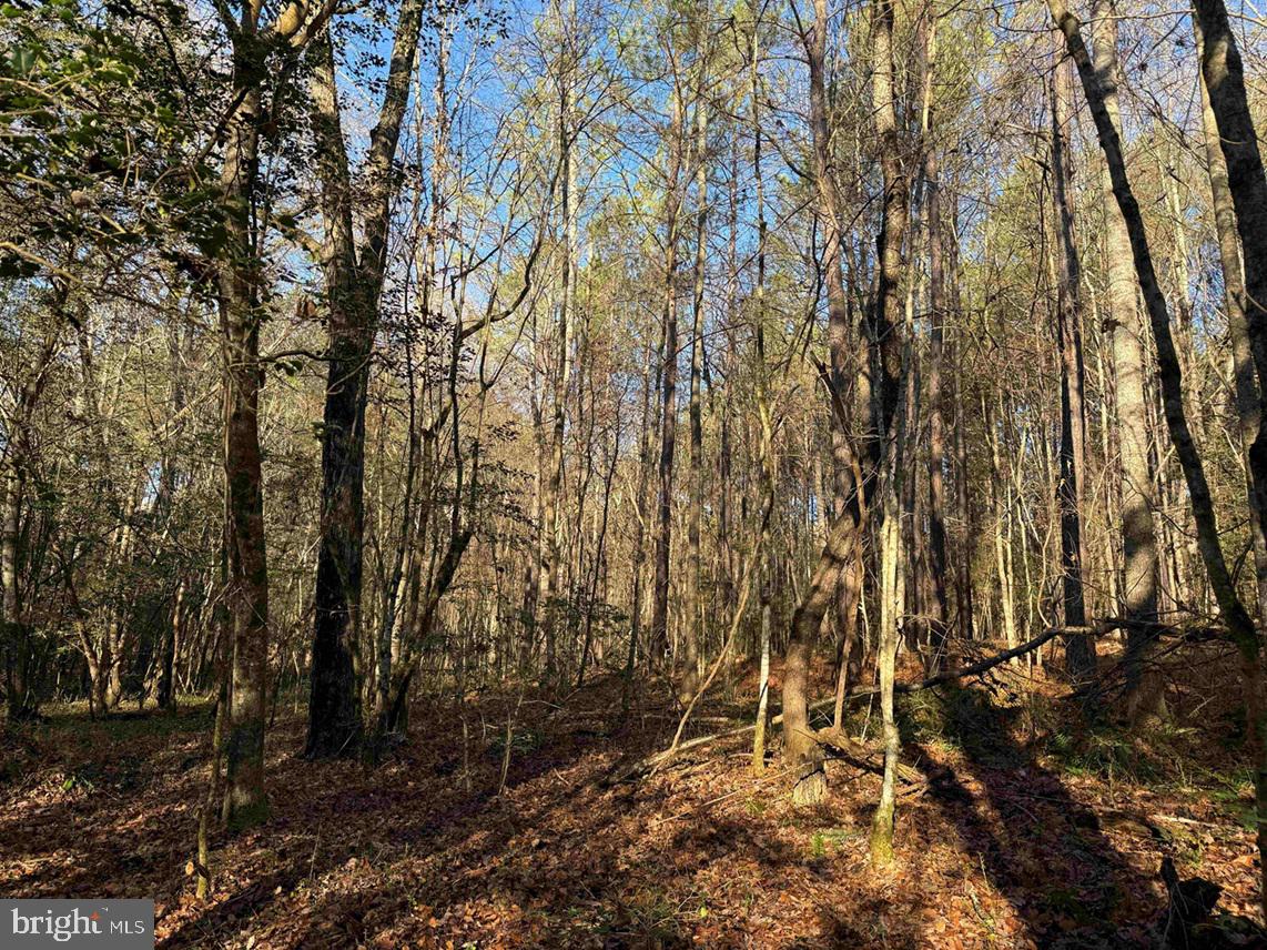 SLAGLES LAKE ROAD (TRACT: CHESAPEAKE GEORGE RAE), EMPORIA, Virginia 23847, ,Farm,For sale,SLAGLES LAKE ROAD (TRACT: CHESAPEAKE GEORGE RAE),VAGE2000022 MLS # VAGE2000022