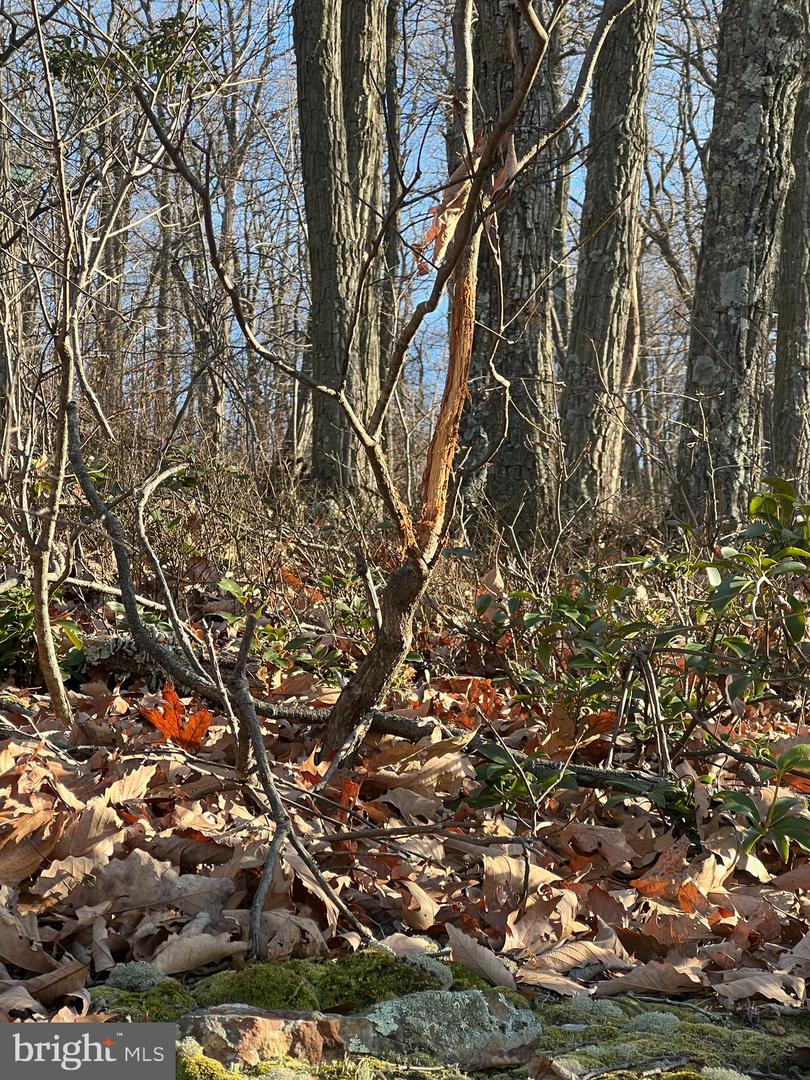 92 BOBCAT TRAIL, WINCHESTER, Virginia 22602, ,Farm,For sale,92 BOBCAT TRAIL,VAFV2038326 MLS # VAFV2038326 92 BOBCAT TRAIL, WINCHESTER, Virginia 22602, ,Farm,For sale,92 BOBCAT TRAIL,VAFV2038326 MLS # VAFV2038326