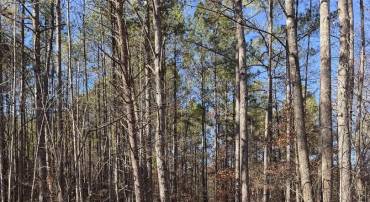 TBD UNION HILL DR, WINGINA, Virginia 24599, ,Land,For sale,TBD UNION HILL DR,671649 MLS # 671649