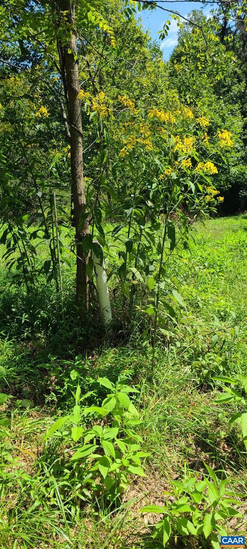 12 LANGDON WOODS DR, DYKE, Virginia 22935, 3 Bedrooms Bedrooms, ,2 BathroomsBathrooms,Residential,For sale,12 LANGDON WOODS DR,671671 MLS # 671671