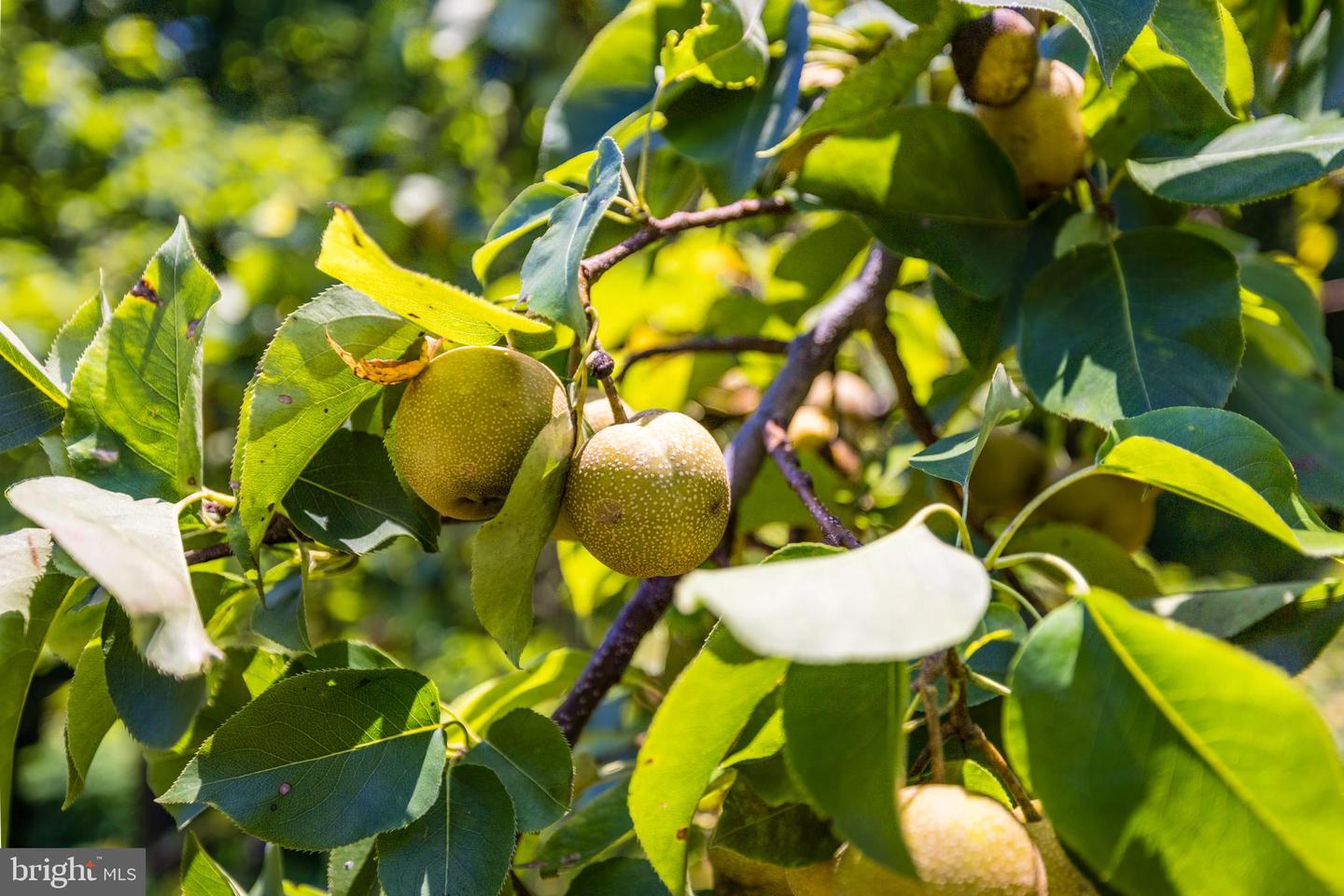 548 RIVER BEND RD, GREAT FALLS, Virginia 22066, 4 Bedrooms Bedrooms, ,5 BathroomsBathrooms,Residential,For sale,548 RIVER BEND RD,VAFX2261286 MLS # VAFX2261286