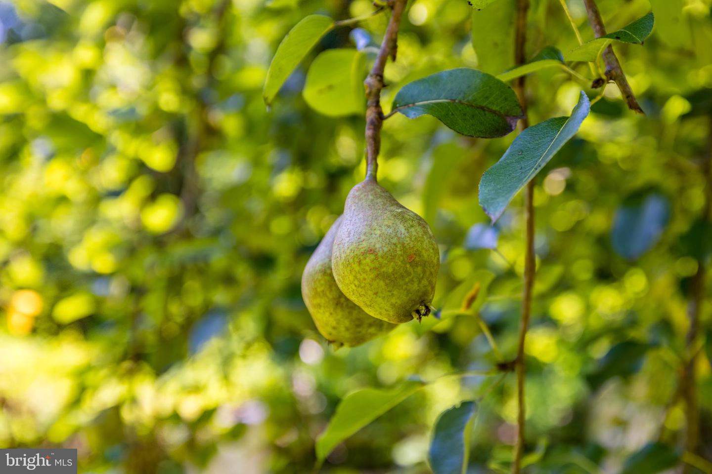 548 RIVER BEND RD, GREAT FALLS, Virginia 22066, 4 Bedrooms Bedrooms, ,5 BathroomsBathrooms,Residential,For sale,548 RIVER BEND RD,VAFX2261286 MLS # VAFX2261286