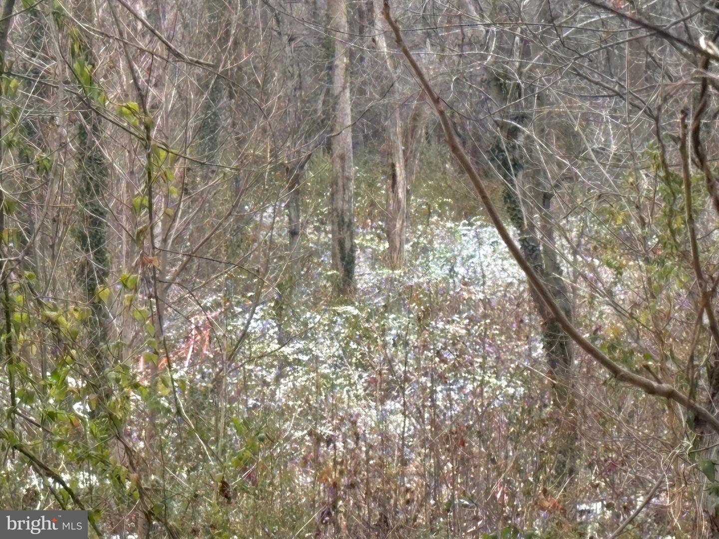 0 MAIN, MADISON, Virginia 22727, ,Land,For sale,0 MAIN,VAMA2002562 MLS # VAMA2002562 0 MAIN, MADISON, Virginia 22727, ,Land,For sale,0 MAIN,VAMA2002562 MLS # VAMA2002562