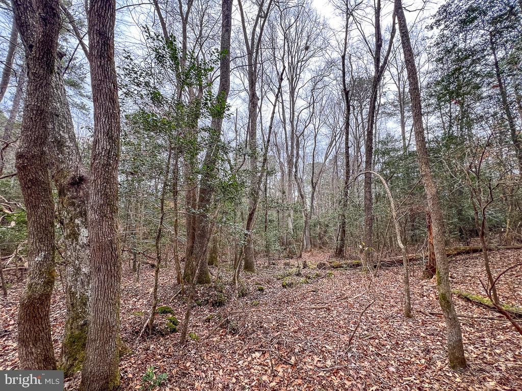 53.778 ACRES KIDDS FORK RD, MILFORD, Virginia 22514, ,Farm,For sale,53.778 ACRES KIDDS FORK RD,VACV2009258 MLS # VACV2009258 53.778 ACRES KIDDS FORK RD, MILFORD, Virginia 22514, ,Farm,For sale,53.778 ACRES KIDDS FORK RD,VACV2009258 MLS # VACV2009258