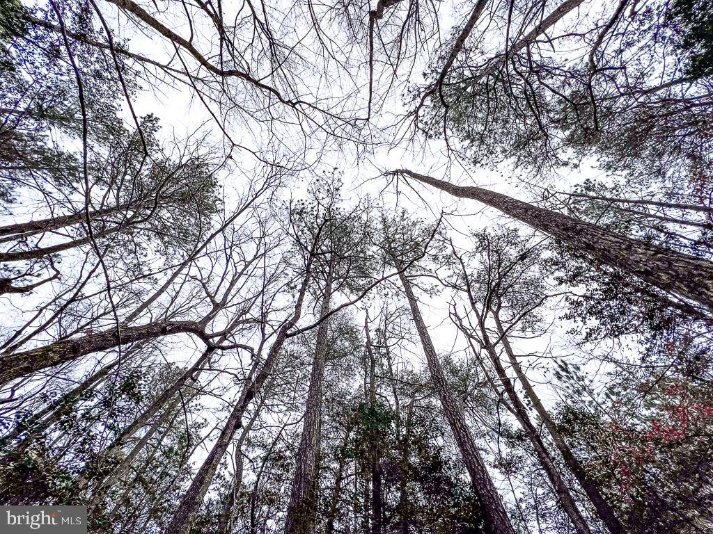 53.778 ACRES KIDDS FORK RD, MILFORD, Virginia 22514, ,Farm,For sale,53.778 ACRES KIDDS FORK RD,VACV2009258 MLS # VACV2009258 53.778 ACRES KIDDS FORK RD, MILFORD, Virginia 22514, ,Farm,For sale,53.778 ACRES KIDDS FORK RD,VACV2009258 MLS # VACV2009258