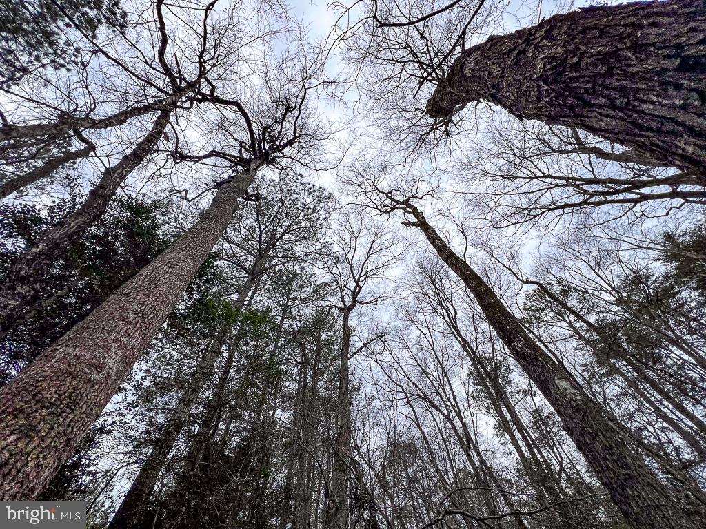 53.778 ACRES KIDDS FORK RD, MILFORD, Virginia 22514, ,Farm,For sale,53.778 ACRES KIDDS FORK RD,VACV2009258 MLS # VACV2009258 53.778 ACRES KIDDS FORK RD, MILFORD, Virginia 22514, ,Farm,For sale,53.778 ACRES KIDDS FORK RD,VACV2009258 MLS # VACV2009258