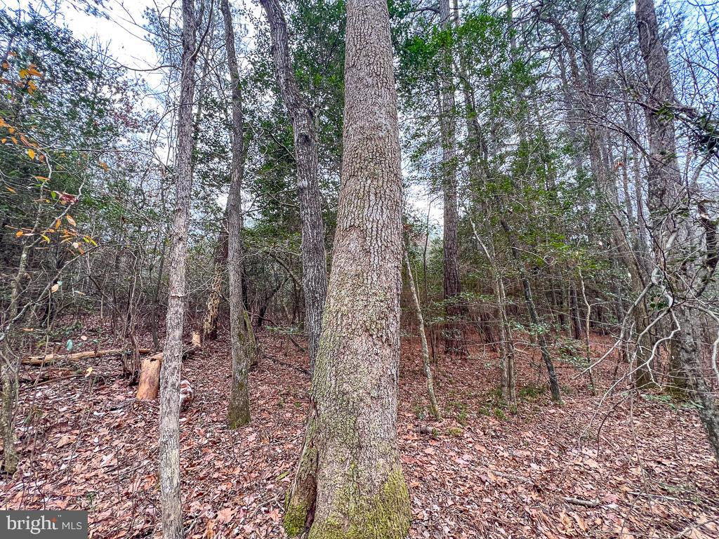 53.778 ACRES KIDDS FORK RD, MILFORD, Virginia 22514, ,Farm,For sale,53.778 ACRES KIDDS FORK RD,VACV2009258 MLS # VACV2009258 53.778 ACRES KIDDS FORK RD, MILFORD, Virginia 22514, ,Farm,For sale,53.778 ACRES KIDDS FORK RD,VACV2009258 MLS # VACV2009258