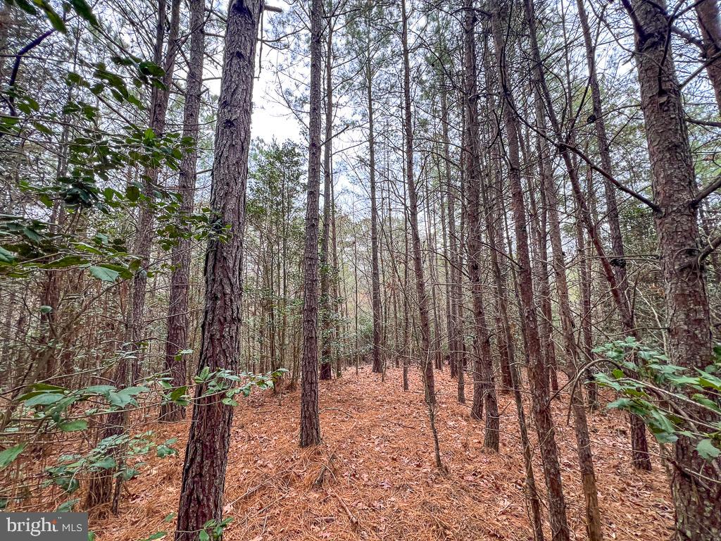 53.778 ACRES KIDDS FORK RD, MILFORD, Virginia 22514, ,Farm,For sale,53.778 ACRES KIDDS FORK RD,VACV2009258 MLS # VACV2009258 53.778 ACRES KIDDS FORK RD, MILFORD, Virginia 22514, ,Farm,For sale,53.778 ACRES KIDDS FORK RD,VACV2009258 MLS # VACV2009258