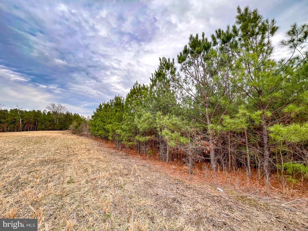 53.778 ACRES KIDDS FORK RD, MILFORD, Virginia 22514, ,Farm,For sale,53.778 ACRES KIDDS FORK RD,VACV2009258 MLS # VACV2009258 53.778 ACRES KIDDS FORK RD, MILFORD, Virginia 22514, ,Farm,For sale,53.778 ACRES KIDDS FORK RD,VACV2009258 MLS # VACV2009258